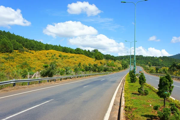 Dalat highway, tallskog — Stockfoto