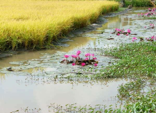 Mekong Delta travel, rice field, water lily flower — Stock Photo, Image