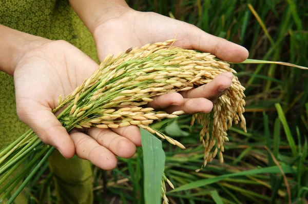 世界食品安全、 饥荒、 亚洲稻田 — 图库照片