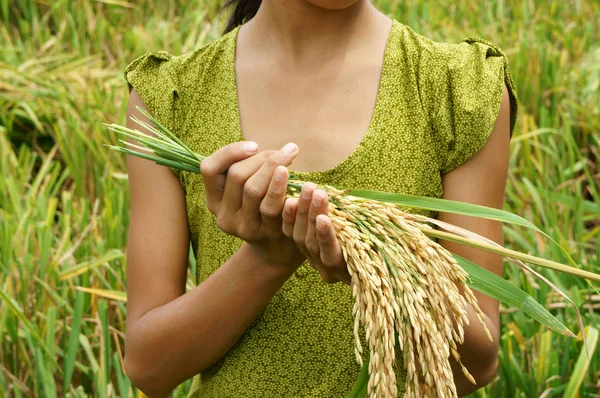 De veiligstelling van de voedselvoorziening van de wereld, hongersnood, Asia rijst veld — Stockfoto