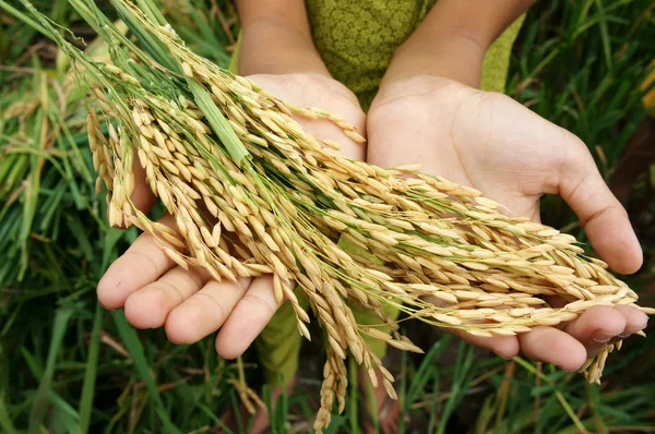 Světové potravinové bezpečnosti, hladomor, Asie rýžové pole Royalty Free Stock Obrázky