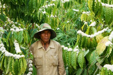 Asyalı çiftçi, kahve ağacı, kahve saç ekimi