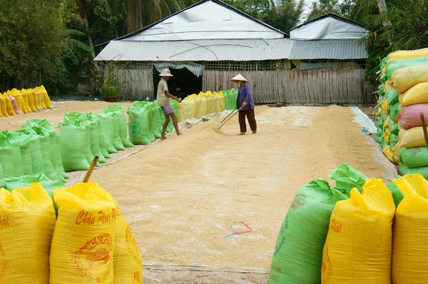 Asia farmer, dry rice, paddy bag, storage — Stock Photo, Image