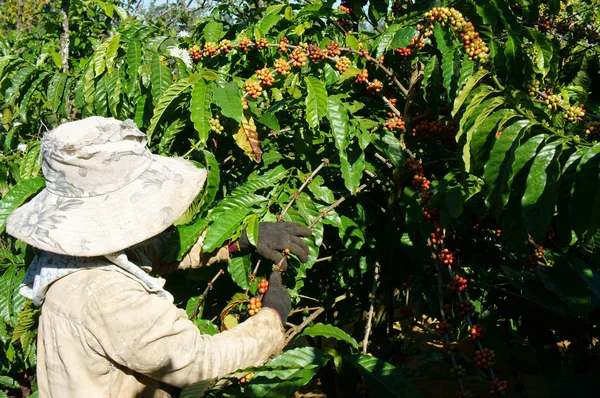 Asiatische Bauern pflücken Kaffeebohnen — Stockfoto
