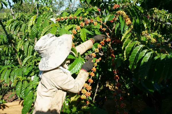 Азиатский фермер собирает кофейные зерна — стоковое фото