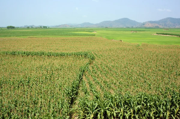 Maize field intercrop paddy — Stock Photo, Image