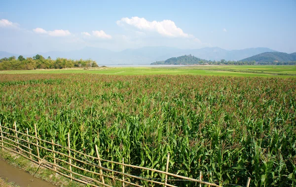 A mező kukorica intercrop hántolatlan — Stock Fotó