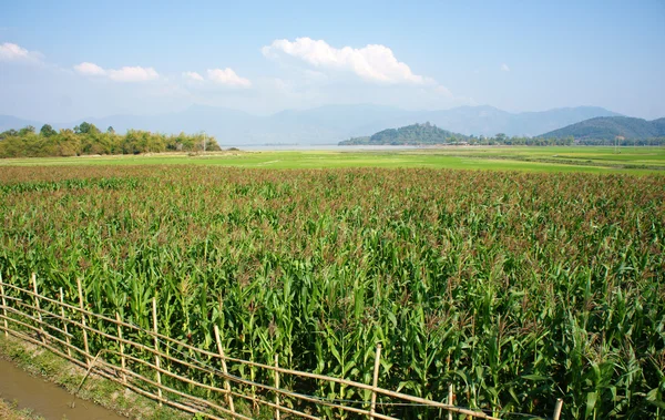 Campo de maíz arroz intercalado —  Fotos de Stock