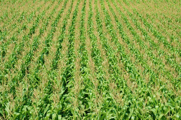 Campo de maíz arroz intercalado —  Fotos de Stock