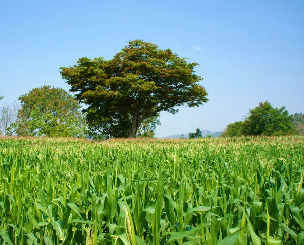 Majs fältet intercrop paddy — Stockfoto