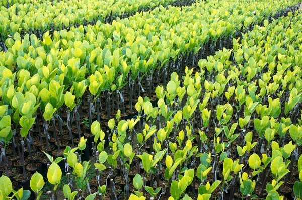 Planta de vivero, jardín de vivero, árbol frutal —  Fotos de Stock