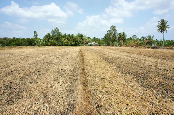 Campo de Paddy, solo seco, terra seca, tempo quente — Fotografia de Stock