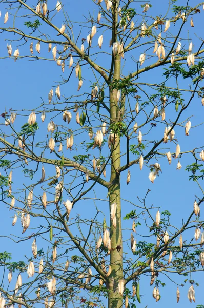 Silk cotton tree, Ceiba pentandra, kapok