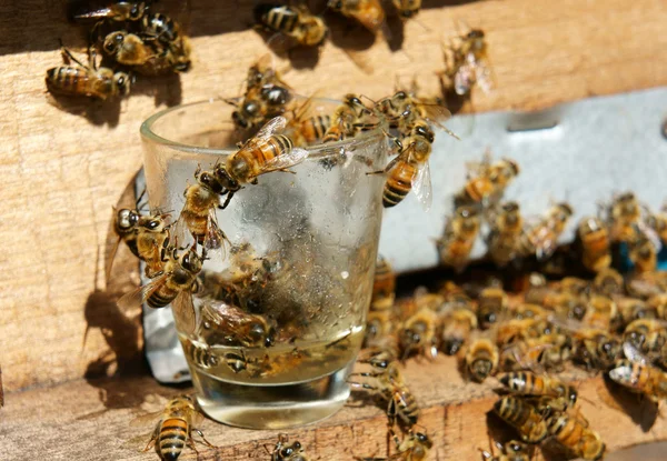 Biodling på Vietnam, bikupa, bee honey — Stockfoto