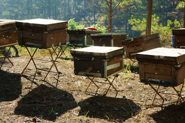 Bijenteelt op Vietnam, Bijenkorf, honingbij honey — Stockfoto