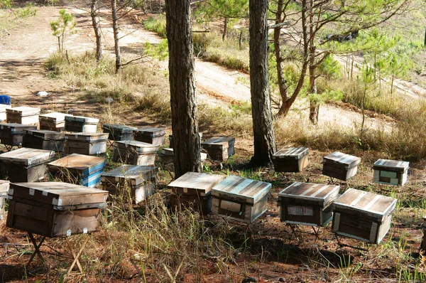 Apiculture au Vietnam, ruche, miel d'abeille — Photo