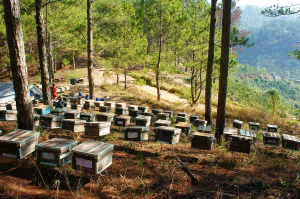 Apicoltura in Vietnam, alveare, miele d'api — Foto Stock