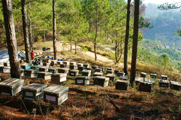 Biodling på Vietnam, bikupa, bee honey — Stockfoto