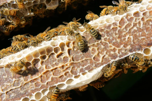Bijenteelt op Vietnam, Bijenkorf, honingbij honey — Stockfoto