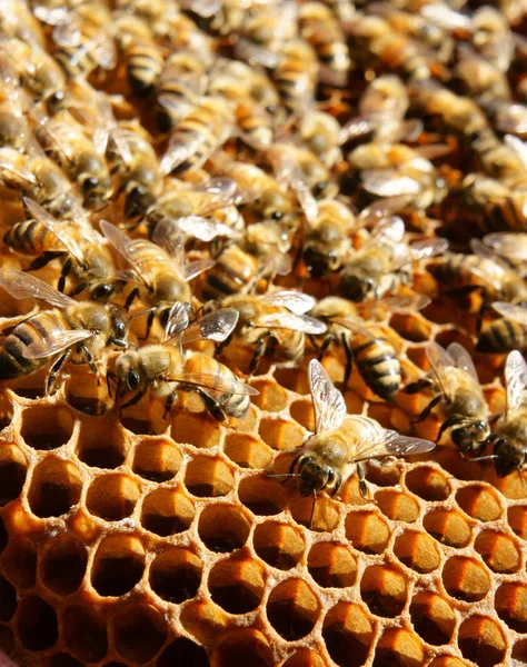 Biodling på Vietnam, bikupa, bee honey — Stockfoto