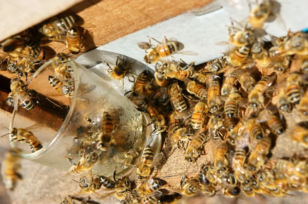 Apiculture au Vietnam, ruche, miel d'abeille — Photo