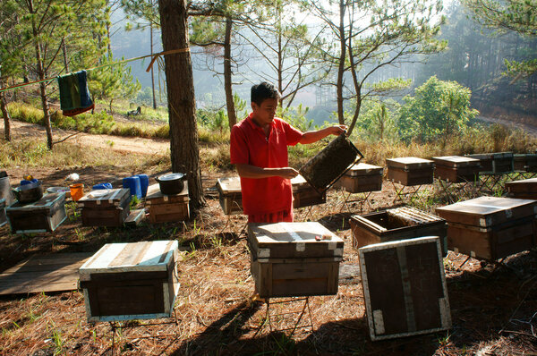Asia beekeeping, Vietnamese beekeeper, beehive