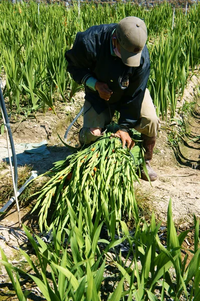 Aziatische boer, Vietnamese plantage, gladiolen bloem — Stockfoto