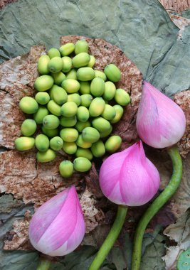 Koleksiyon lotus çiçeği, tohum, çay, sağlıklı gıda
