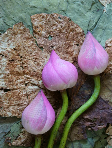 Colección flor de loto, semillas, té, alimentos saludables — Foto de Stock