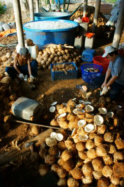 Asya işçi, Hindistan cevizi, hindistancevizi, malzeme, Mekong Delta