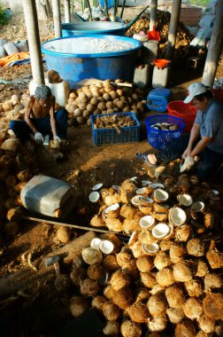 Asian worker, coconut, copra, material, Mekong Delta clipart