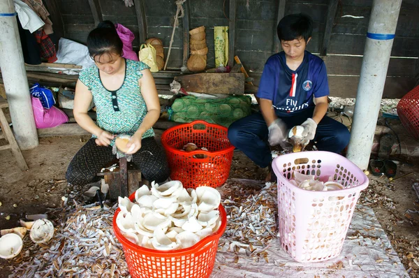 Travailleur asiatique, noix de coco, coprah, matériel, Delta du Mékong — Photo