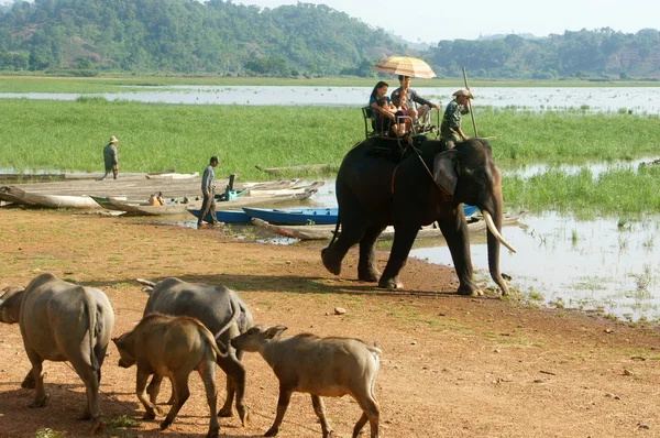 Voyage en Asie, vacances d'été, eco tour, éléphant — Photo