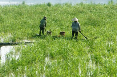 Asyalı çiftçi, işe satır tekne, Aile, gidişini