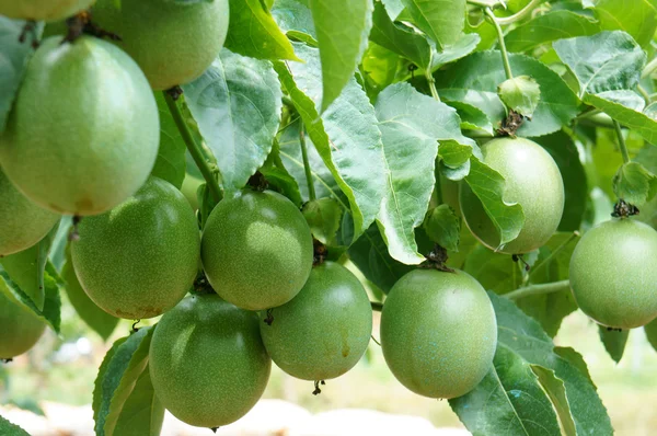 tutku meyve, c vitamini, sağlıklı gıda, Çarkıfelek