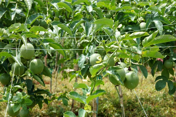 Passion fruit, vitamin C, healthy food, passionfruit — Stock Photo, Image