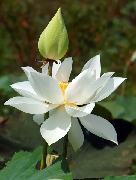 Vietnamese flower, white lotus flower — стокове фото