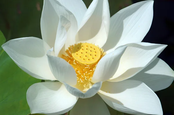 Flor vietnamita, flor de loto blanco — Foto de Stock