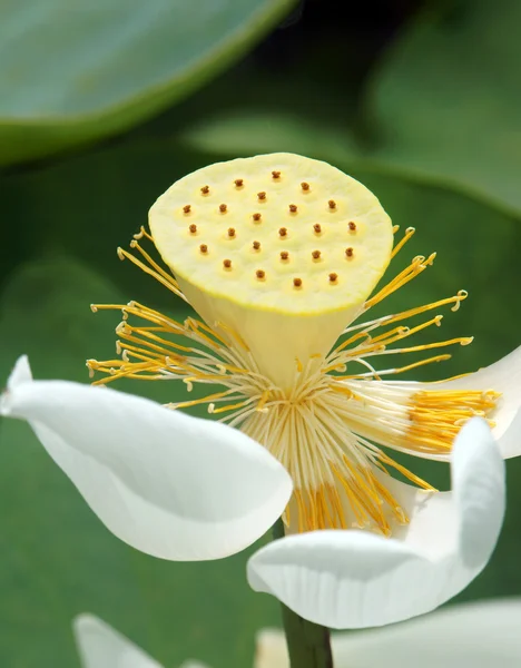 Vietnamese flower, white lotus flower — Stockfoto