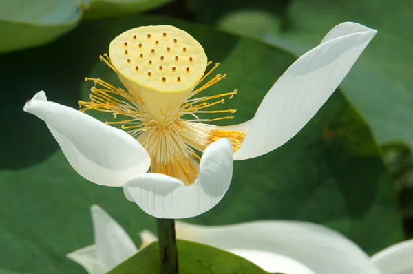 Vietnamese flower, white lotus flower — стокове фото