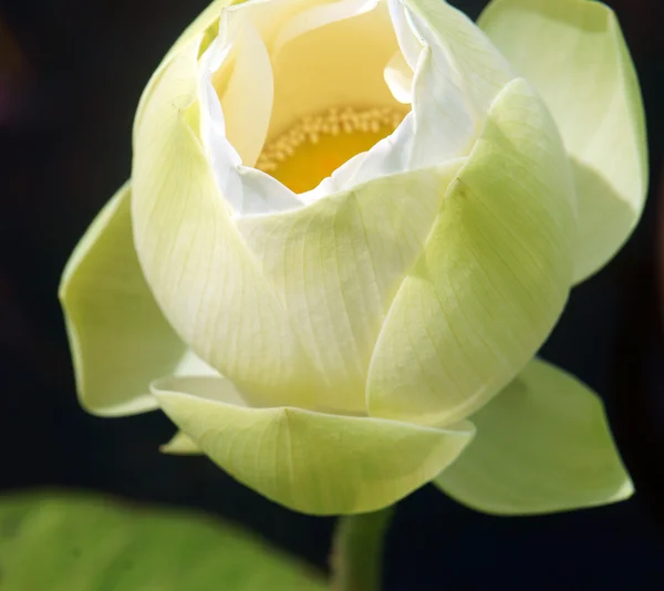 Vietnamese flower, white lotus flower — 스톡 사진