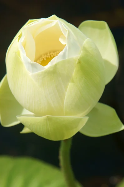 Wietnamski-kwiat, biały kwiat lotosu — Zdjęcie stockowe