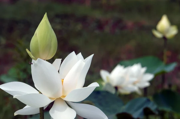 Vietnamese flower, white lotus flower — стокове фото