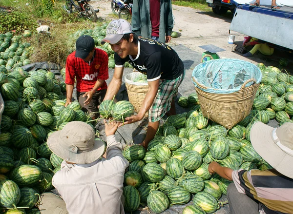 Agricultor asiático, campo agrícola, vietnamita, melancia — Fotografia de Stock