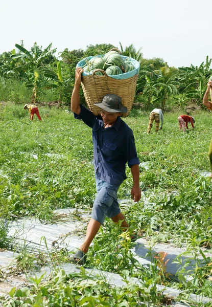 Agricultor asiático, campo agrícola, vietnamita, sandía —  Fotos de Stock