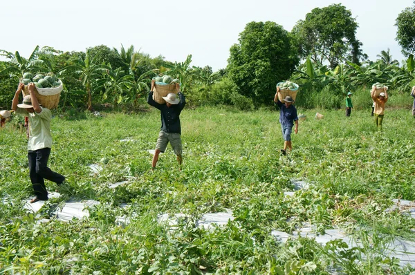 Agricultor asiático, campo agrícola, vietnamita, sandía —  Fotos de Stock