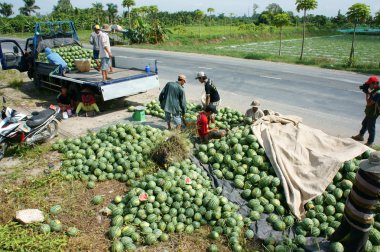 Asyalı çiftçi, tarım alanı, Vietnamca, karpuz