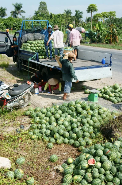 Agricultor asiático, campo agrícola, vietnamita, melancia — Fotografia de Stock