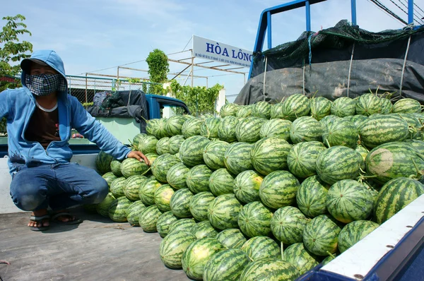 Aziatische boer, landbouw veld, Vietnamese, watermeloen — Stockfoto
