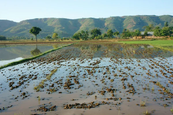 Agriculture field, tree, mountain, reflect — Stock Photo, Image